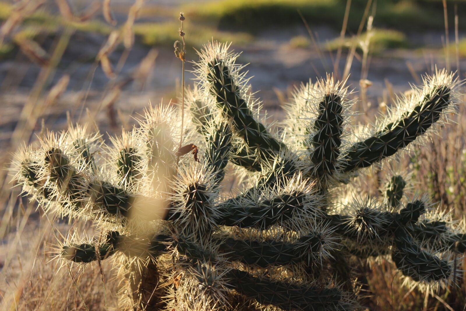 Canon EOS 600D (Rebel EOS T3i / EOS Kiss X5) sample photo. Cactus, hidalgo, tailings photography