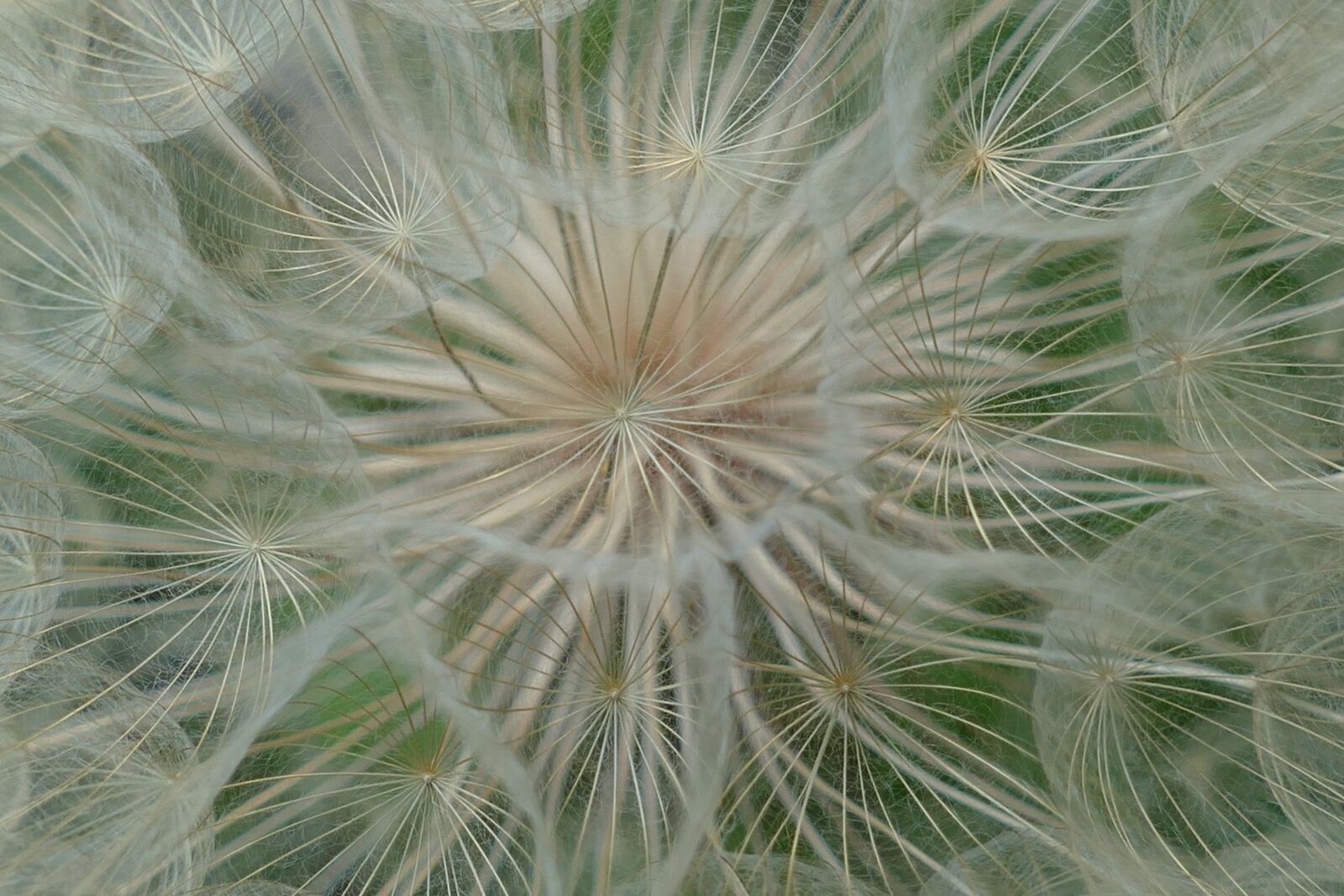 Panasonic Lumix DMC-FZ1000 sample photo. Dandelion, filigree, pointed flower photography