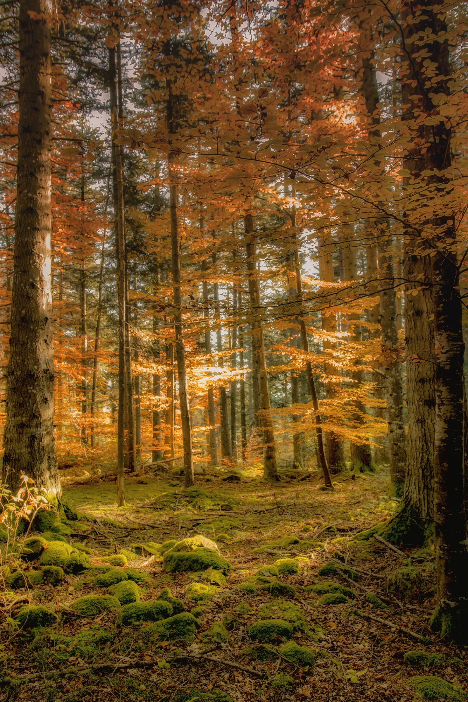 Canon EOS 70D sample photo. Landscape, nature, forest photography