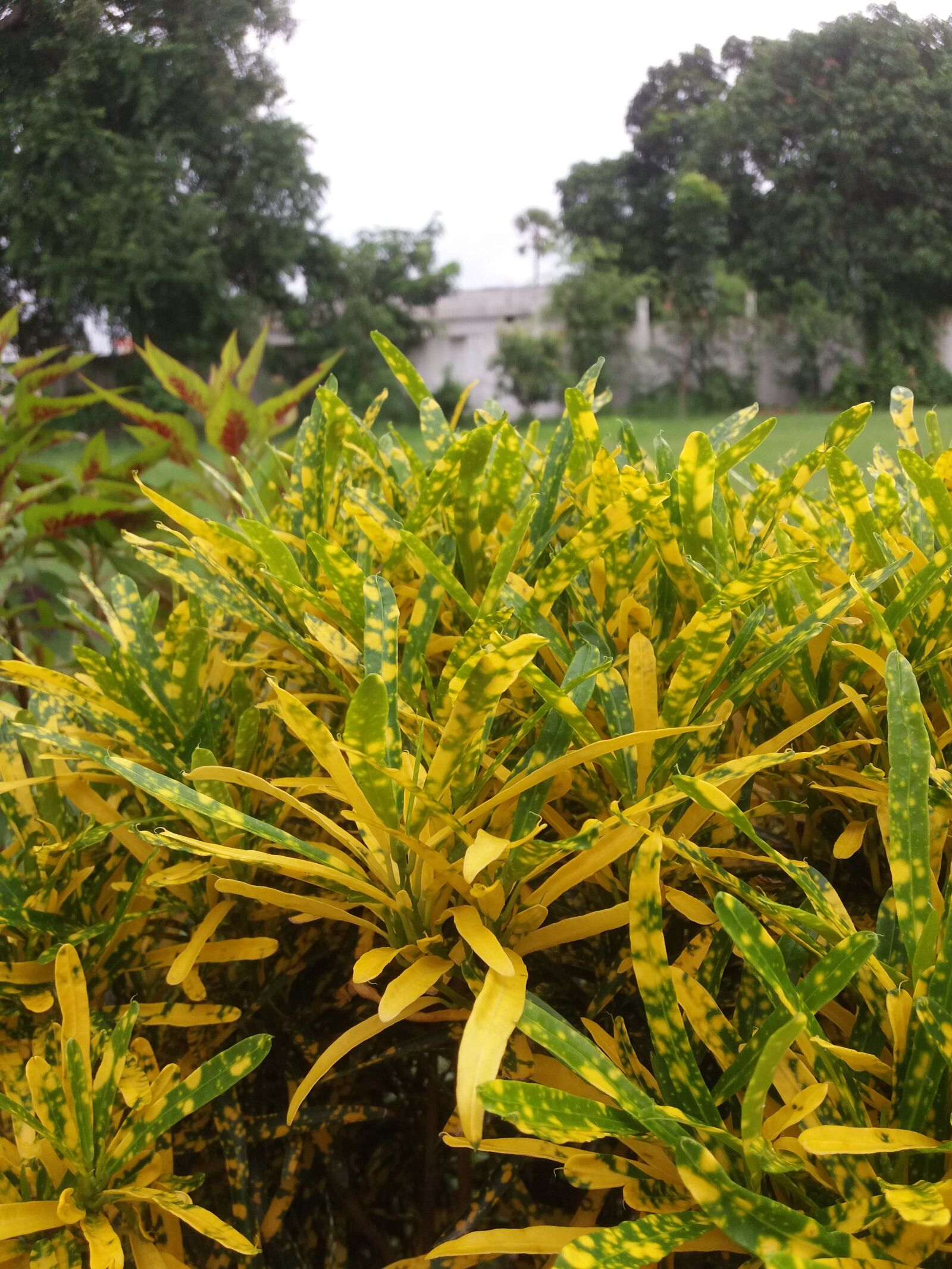 Samsung Galaxy J5 sample photo