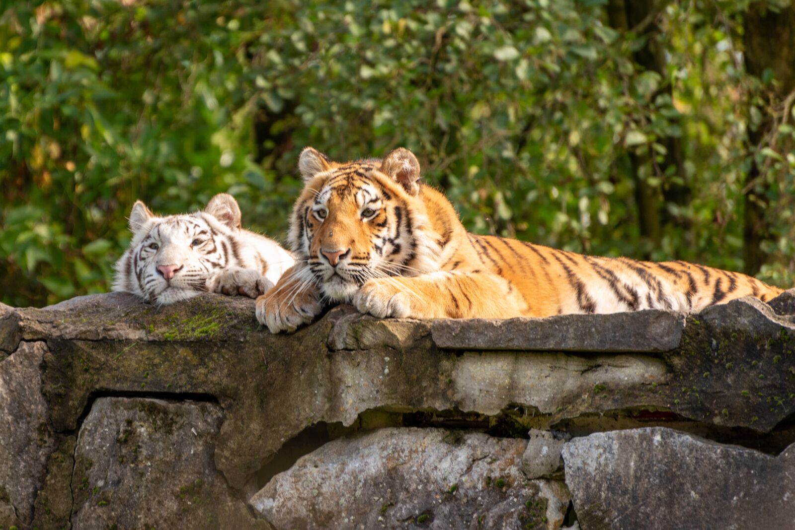 Nikon D750 sample photo. Zoo, tiger, white tiger photography