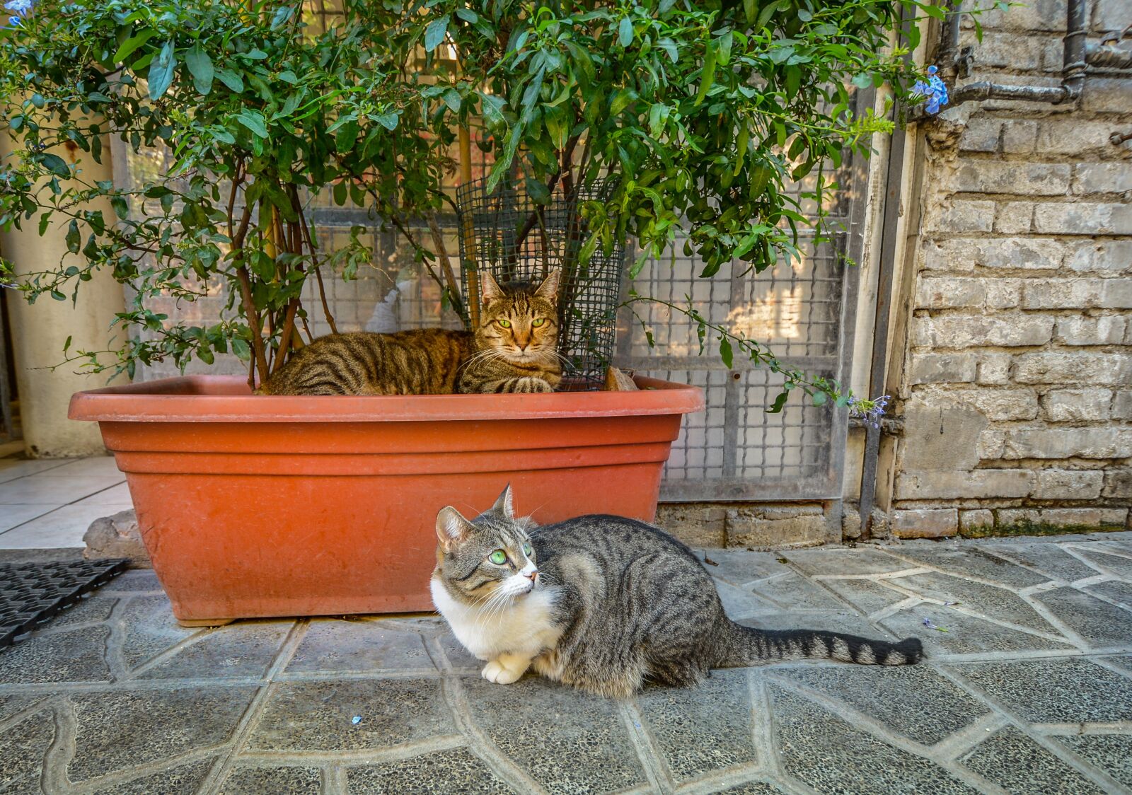 Nikon D5200 sample photo. Rome, torre argentina, cat photography