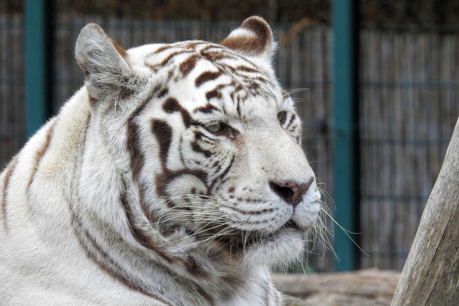 Nikon Coolpix P900 sample photo. White-tiger, tiger, white photography