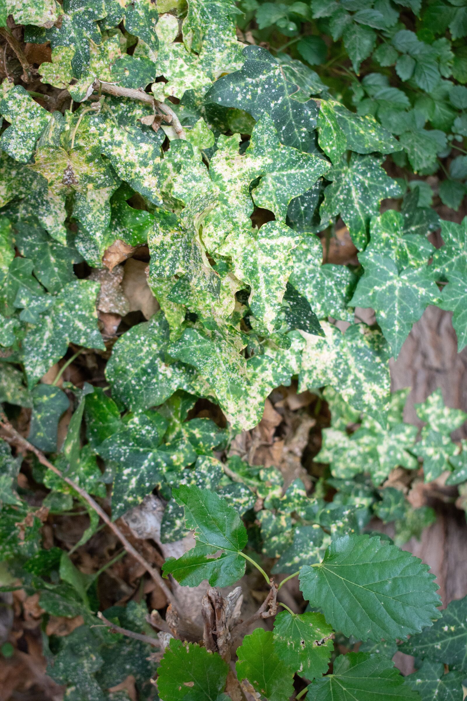 Nikon D7200 sample photo. Ivy, tree, leaves photography