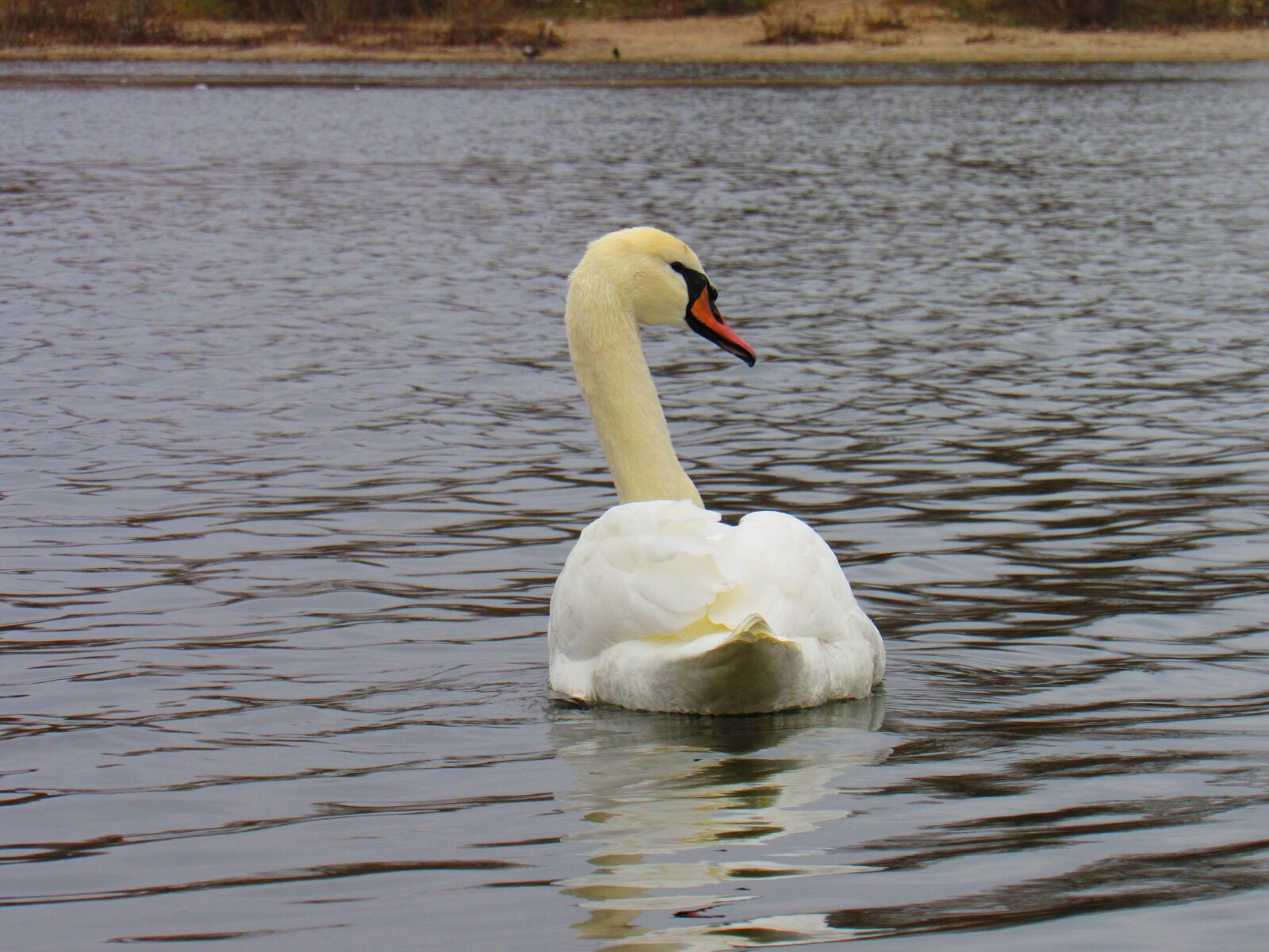 Canon PowerShot SX530 HS sample photo. Swan, bird, lake photography