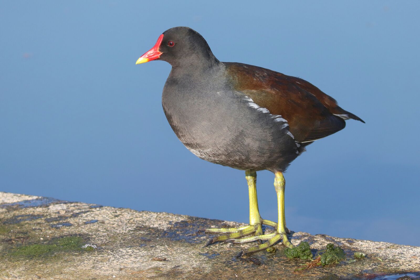 Canon EOS 200D (EOS Rebel SL2 / EOS Kiss X9) sample photo. Common moorhen, moorhen, gallinula photography