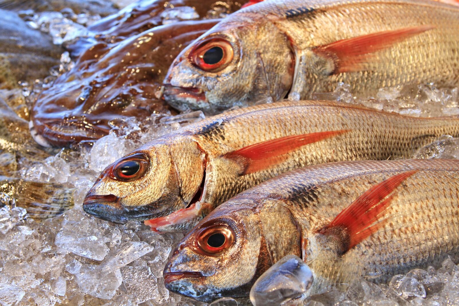 Canon EOS 7D sample photo. Bream, fish, fishing photography