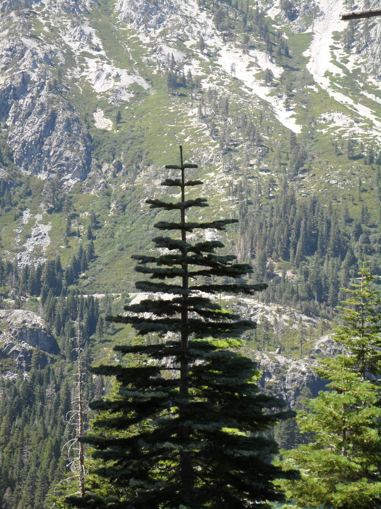 Samsung ST70 / VLUU ST70 /  ST71 sample photo. Pine tree, tree, pine photography