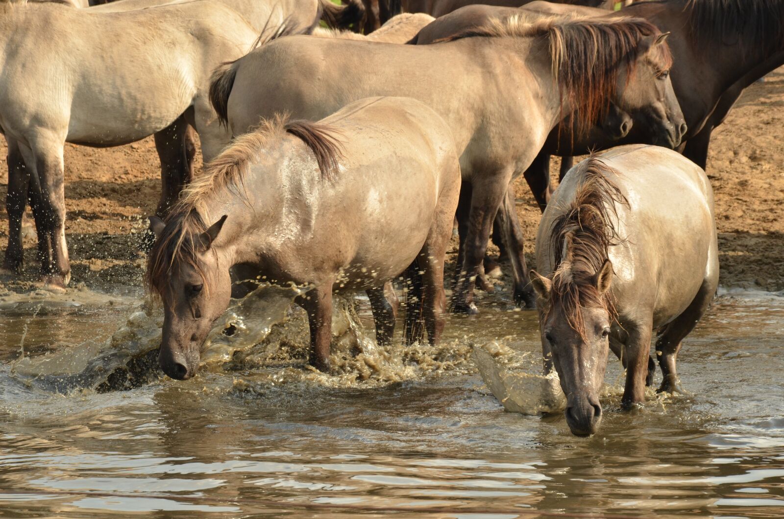 Nikon D7000 sample photo. Animal, mammal, horse photography