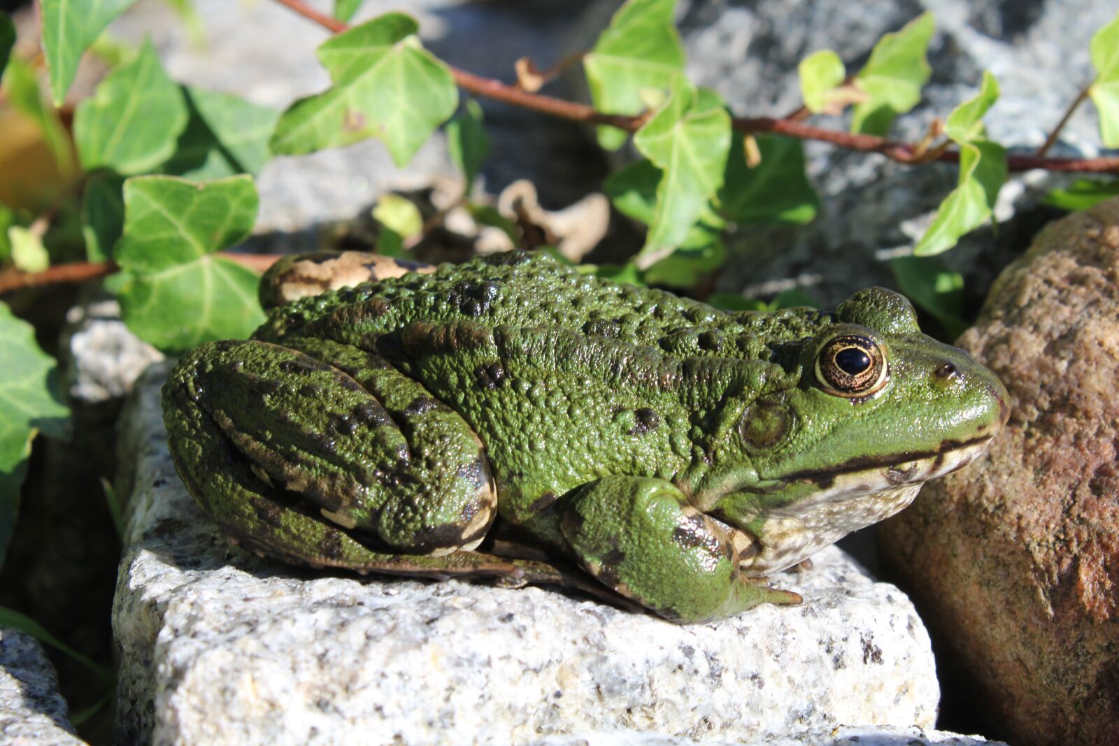Canon EOS 1200D (EOS Rebel T5 / EOS Kiss X70 / EOS Hi) sample photo. Frog, green, animal photography