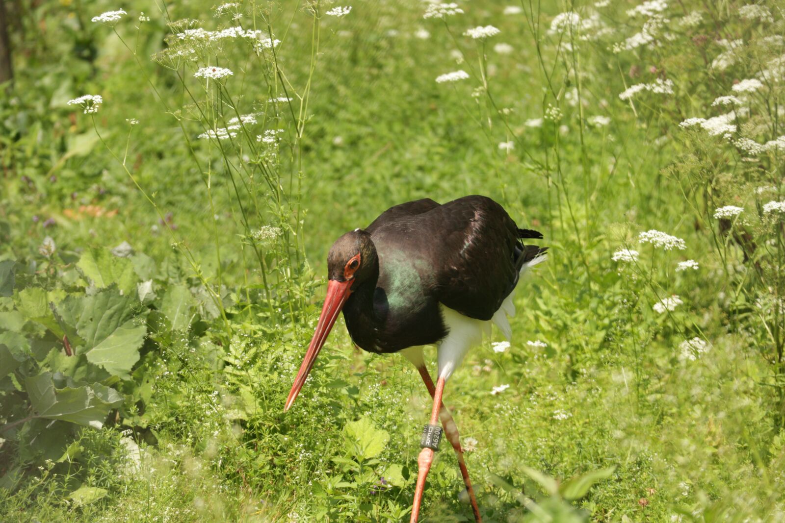 Canon EOS M10 + Canon EF-M 55-200mm F4.5-6.3 IS STM sample photo. Black stork, tierpark berlin-gr photography