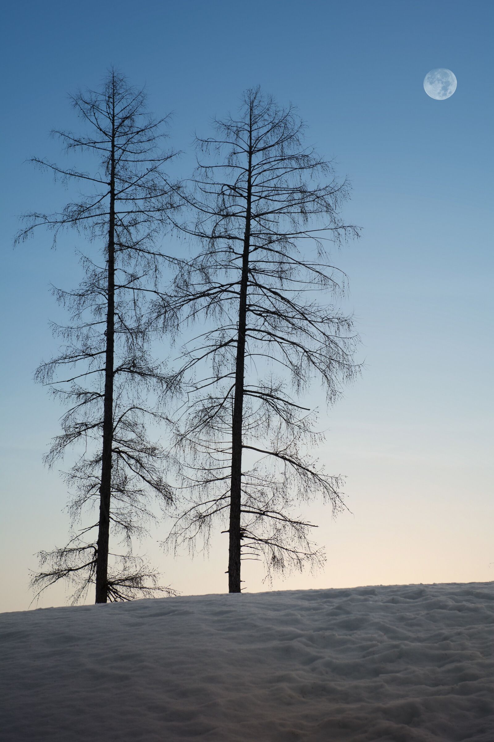 Nikon D7100 sample photo. Trees, winter, snow photography