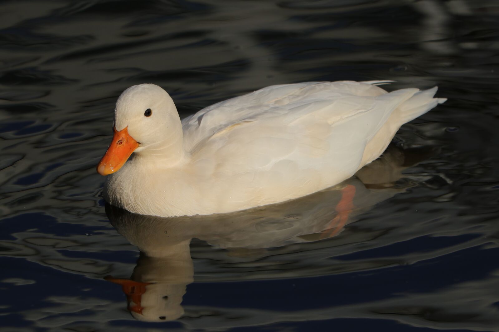 Canon EF 70-300 F4-5.6 IS II USM sample photo. Duck, bird, waterfowl photography