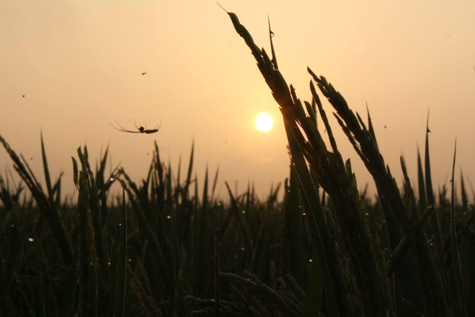 Canon EOS 700D (EOS Rebel T5i / EOS Kiss X7i) sample photo. The sun, dawn, orange photography