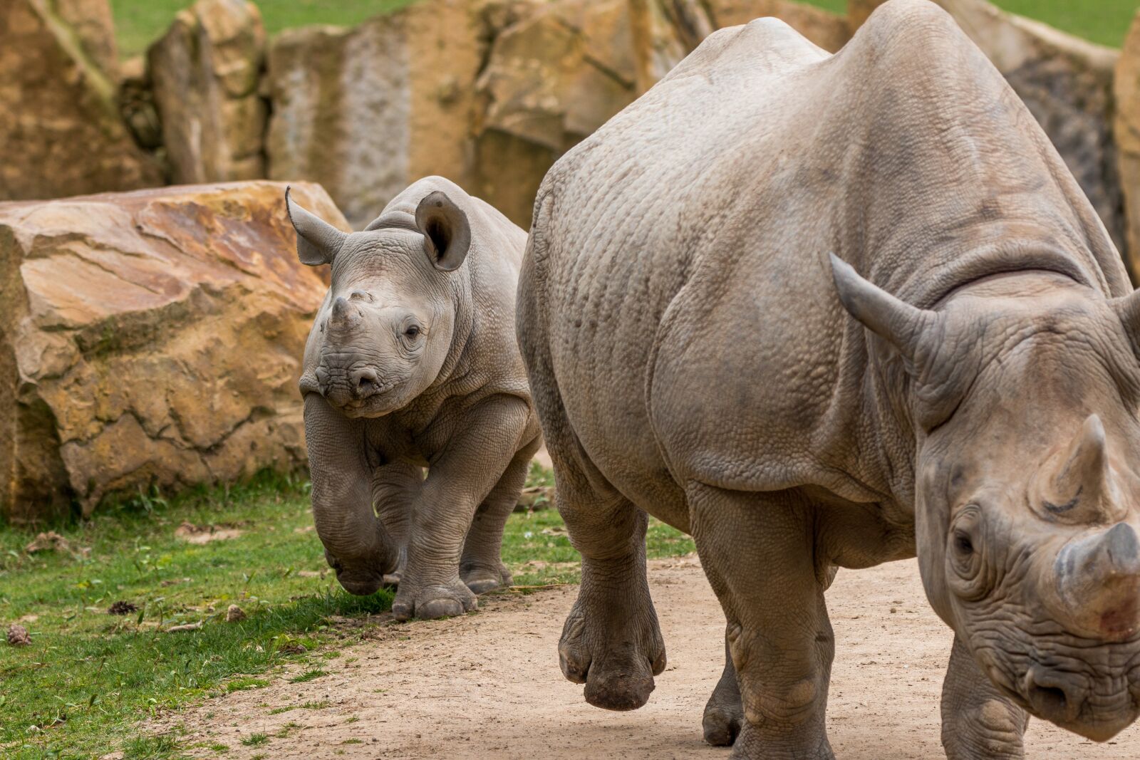 150-600mm F5-6.3 DG OS HSM | Contemporary 015 sample photo. Rhino, rhino young, africa photography