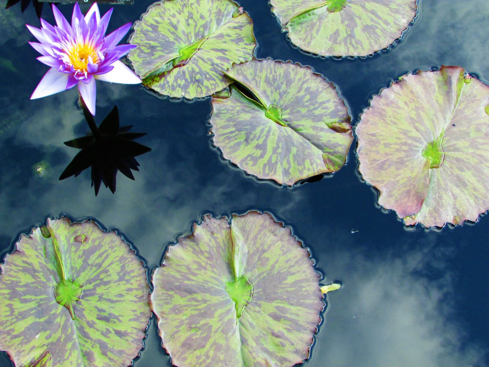 Canon PowerShot SX400 IS sample photo. Waterlily, garden, purple photography