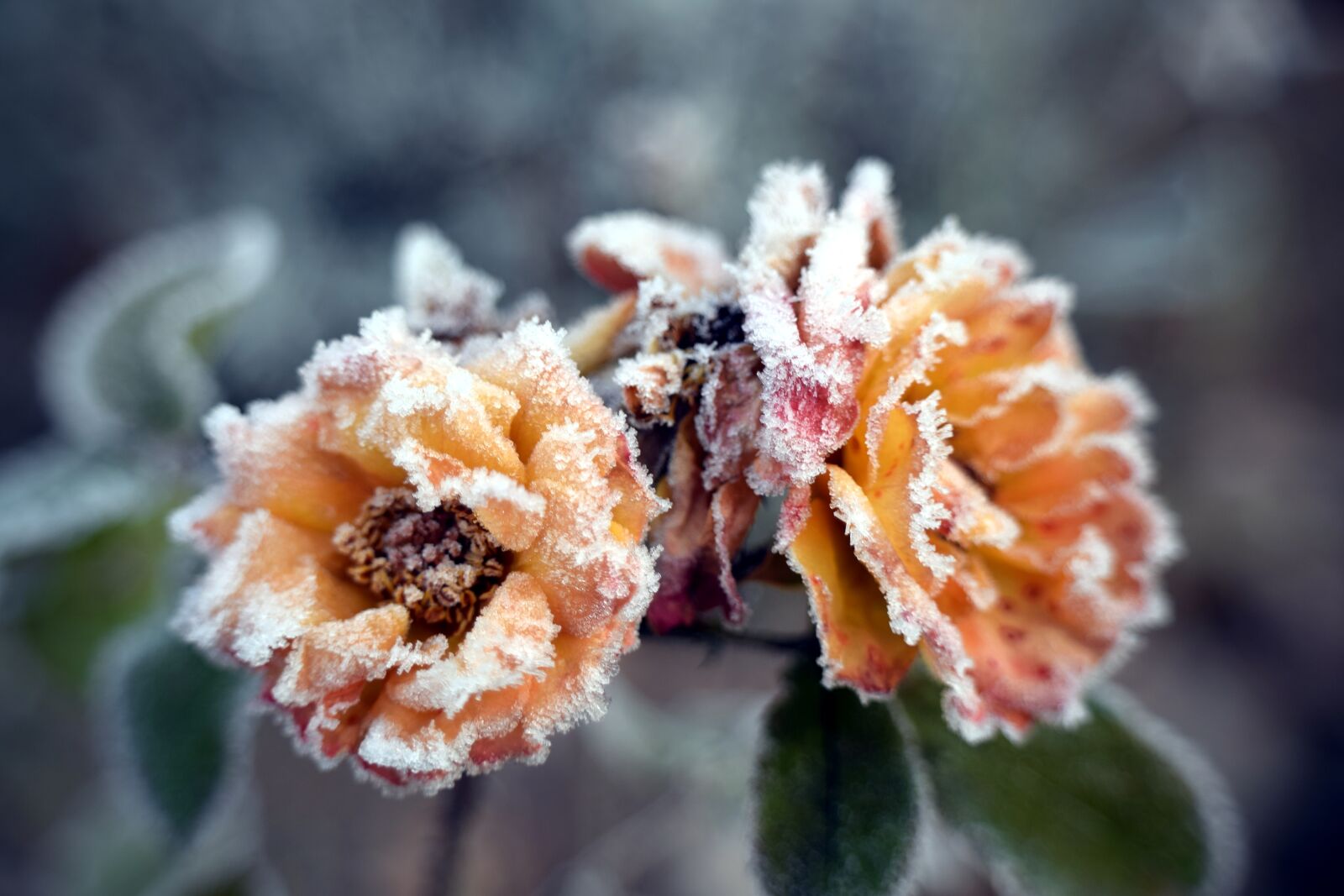 Nikon D5300 sample photo. Winter, frost, rose photography