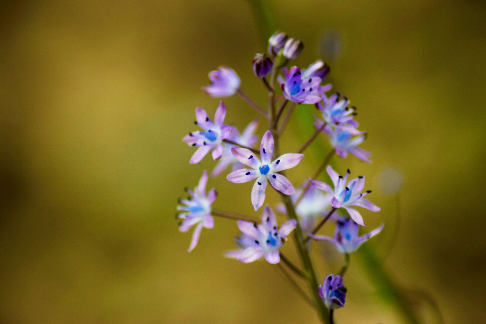Nikon D3300 sample photo. Flower, purple, blue photography