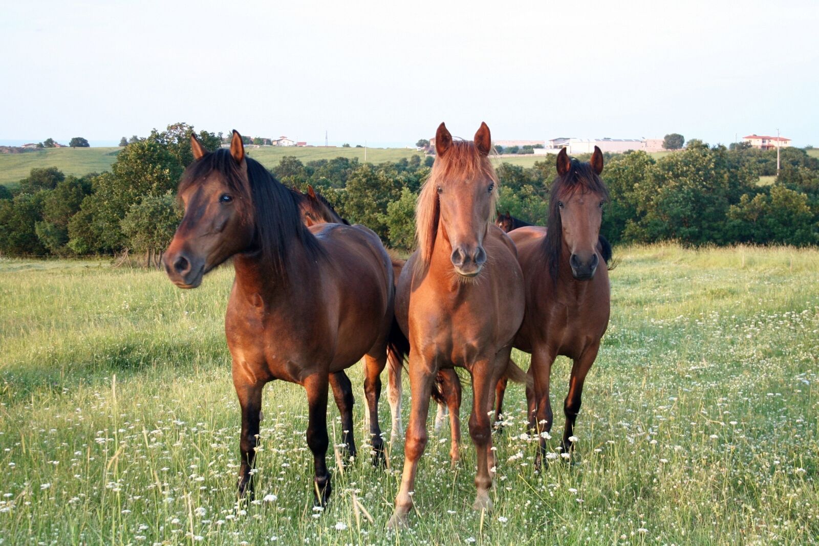 Canon EOS 350D (EOS Digital Rebel XT / EOS Kiss Digital N) sample photo. Horses, wild horses, brown photography