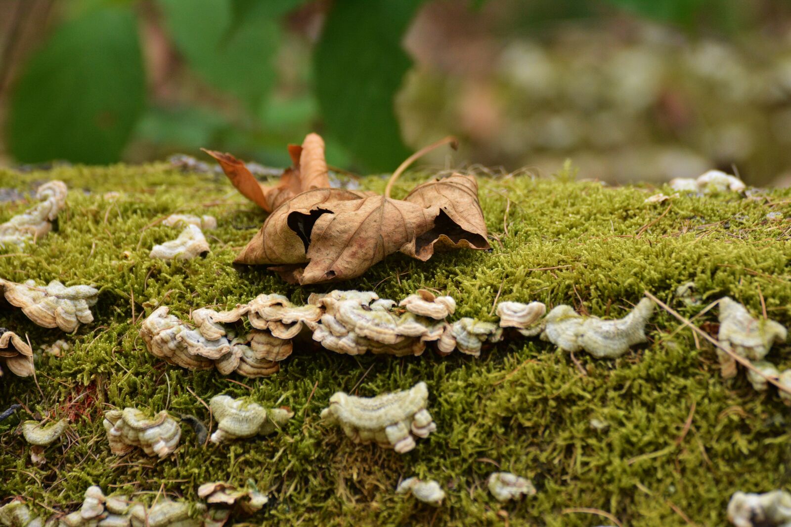 Nikon D5200 sample photo. Autumn leaf, autumn, tree photography