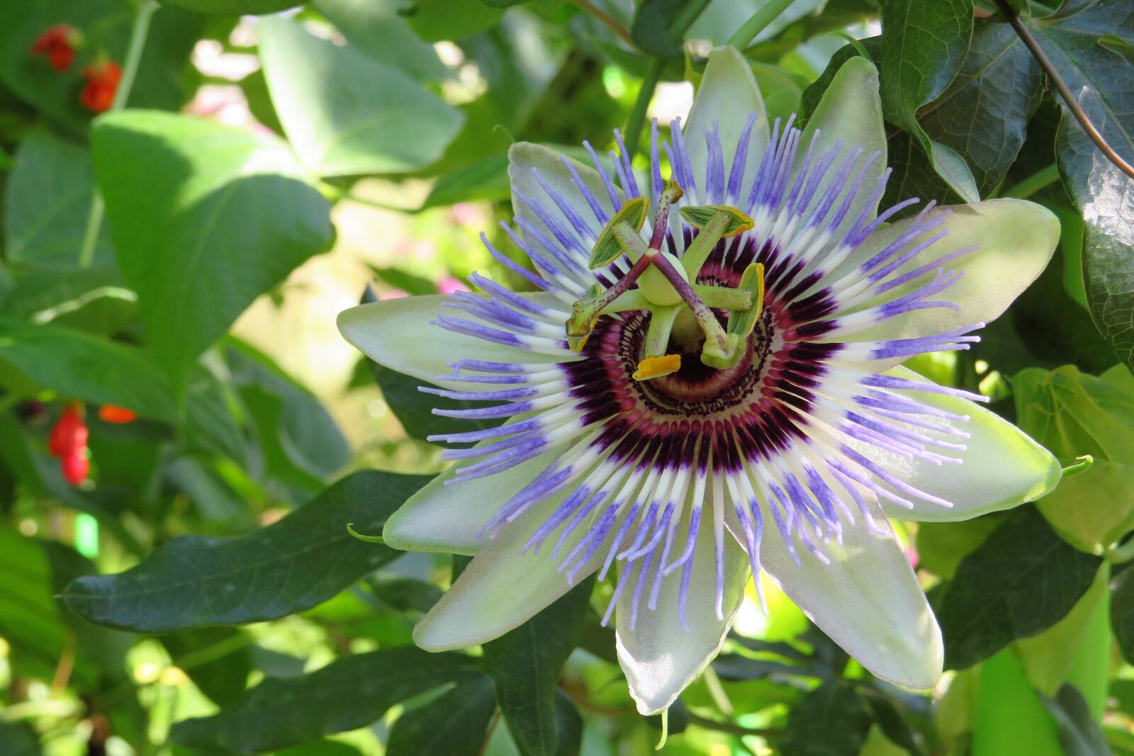 Canon PowerShot SX540 HS sample photo. Passion flower, buga, green photography