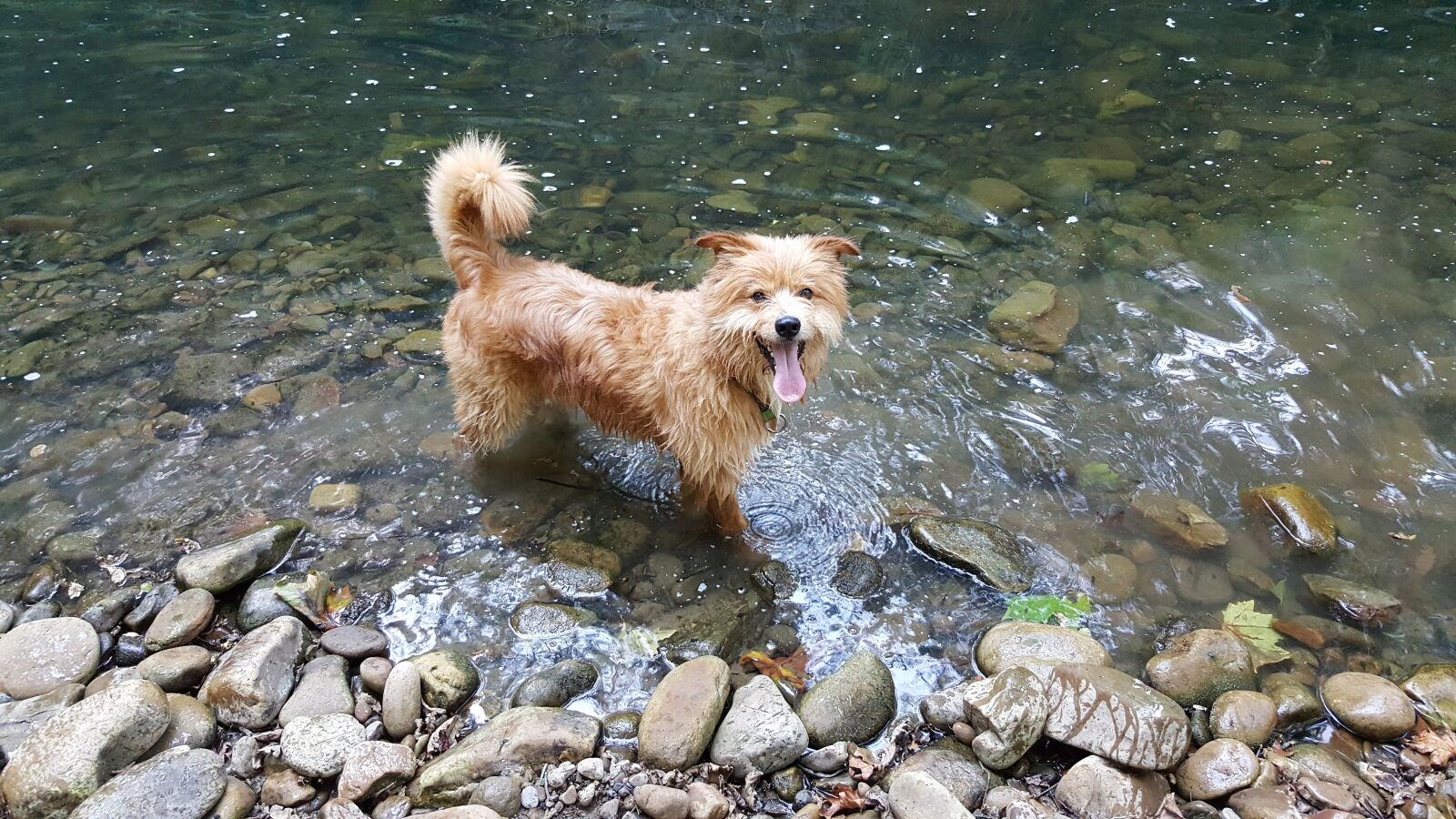 Samsung Galaxy S6 sample photo. Dog, happy, nature photography