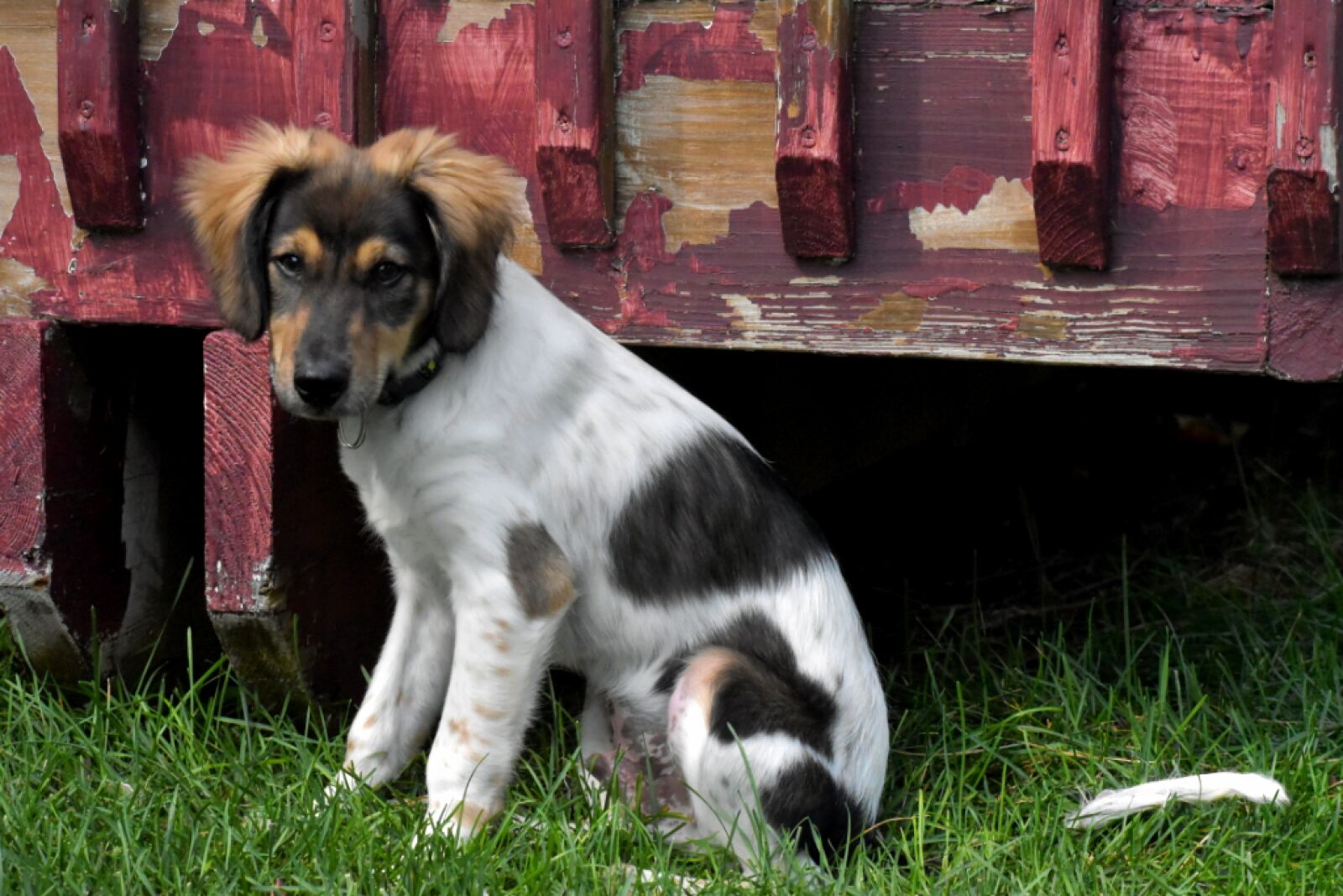 Nikon D3500 sample photo. Puppy, dog, red photography