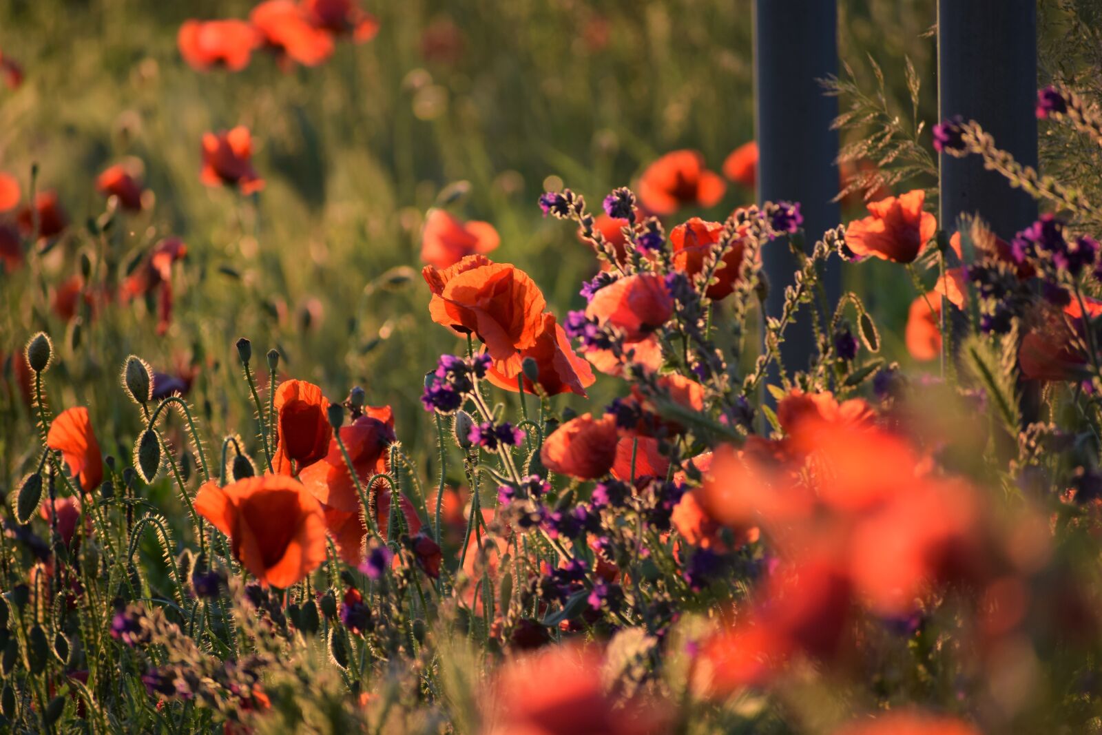 Nikon D3300 sample photo. Red poppys, blooming, near photography