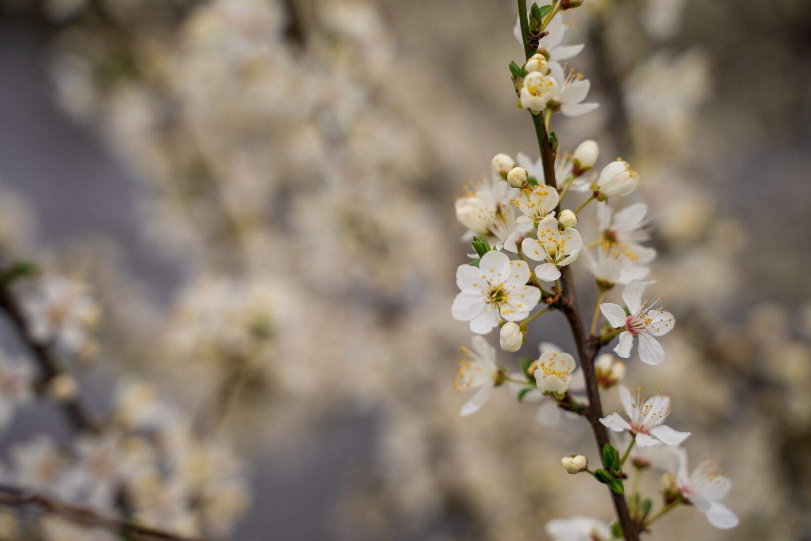 Tamron 28-75mm F2.8 Di III RXD sample photo. Cherry blossom, bloom, tree photography