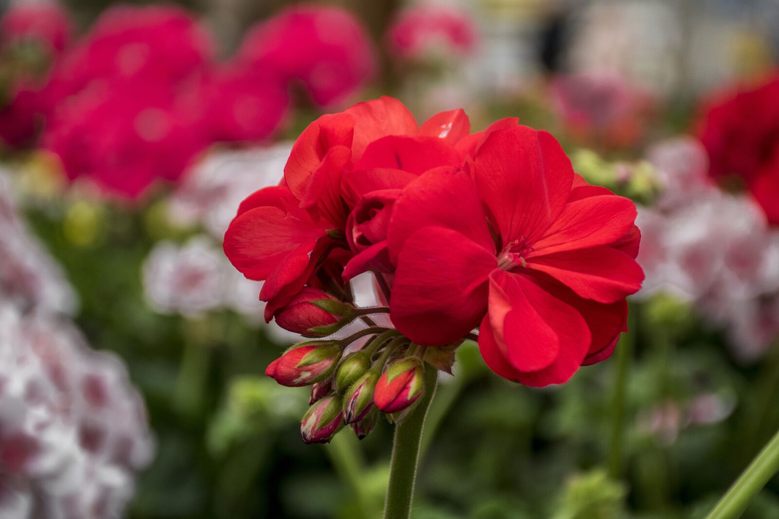 Nikon D5600 sample photo. Flower, plant, nature photography