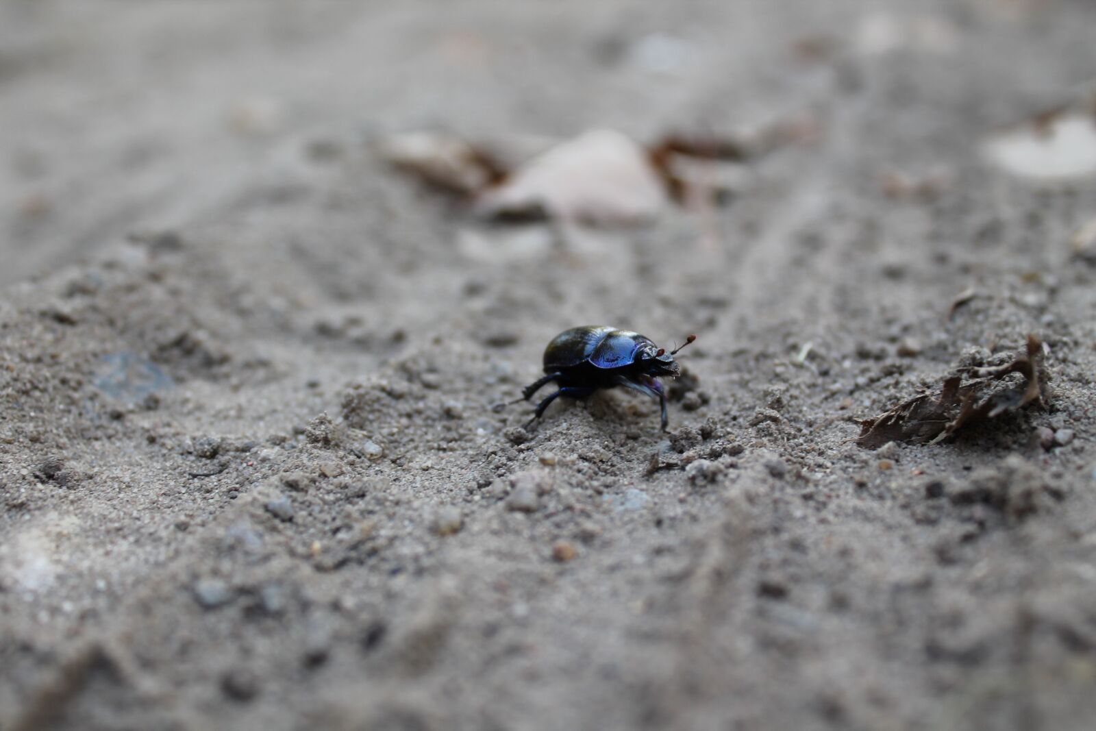Canon EOS 1100D (EOS Rebel T3 / EOS Kiss X50) sample photo. Dung beetle, beetle, close photography