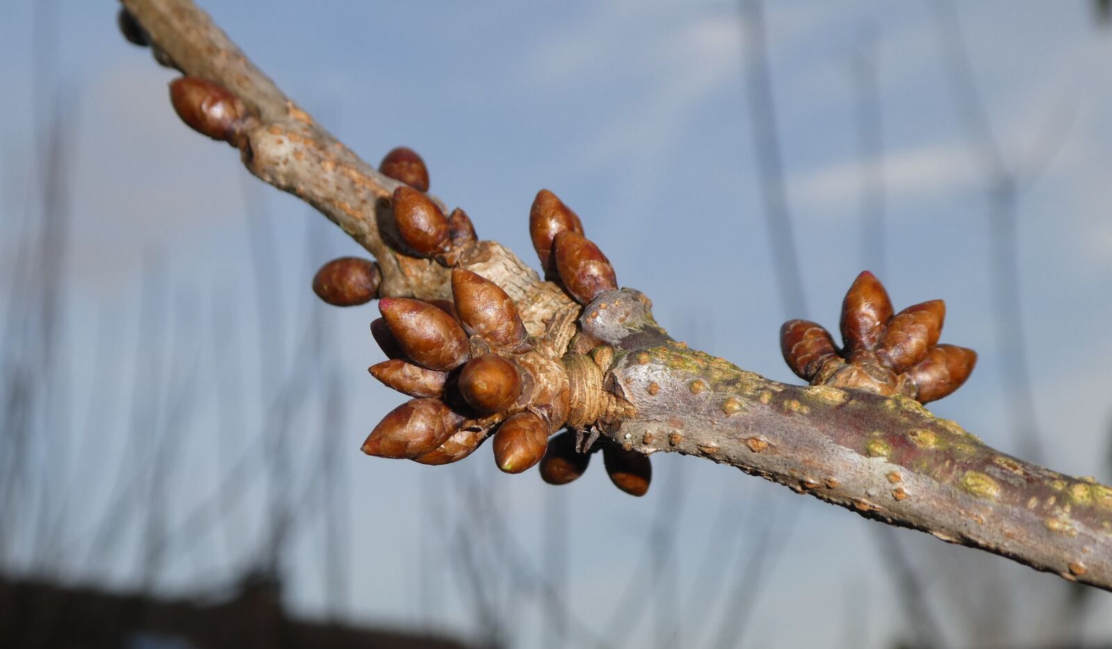 Panasonic DMC-TZ81 sample photo. Bud, nature, tree photography