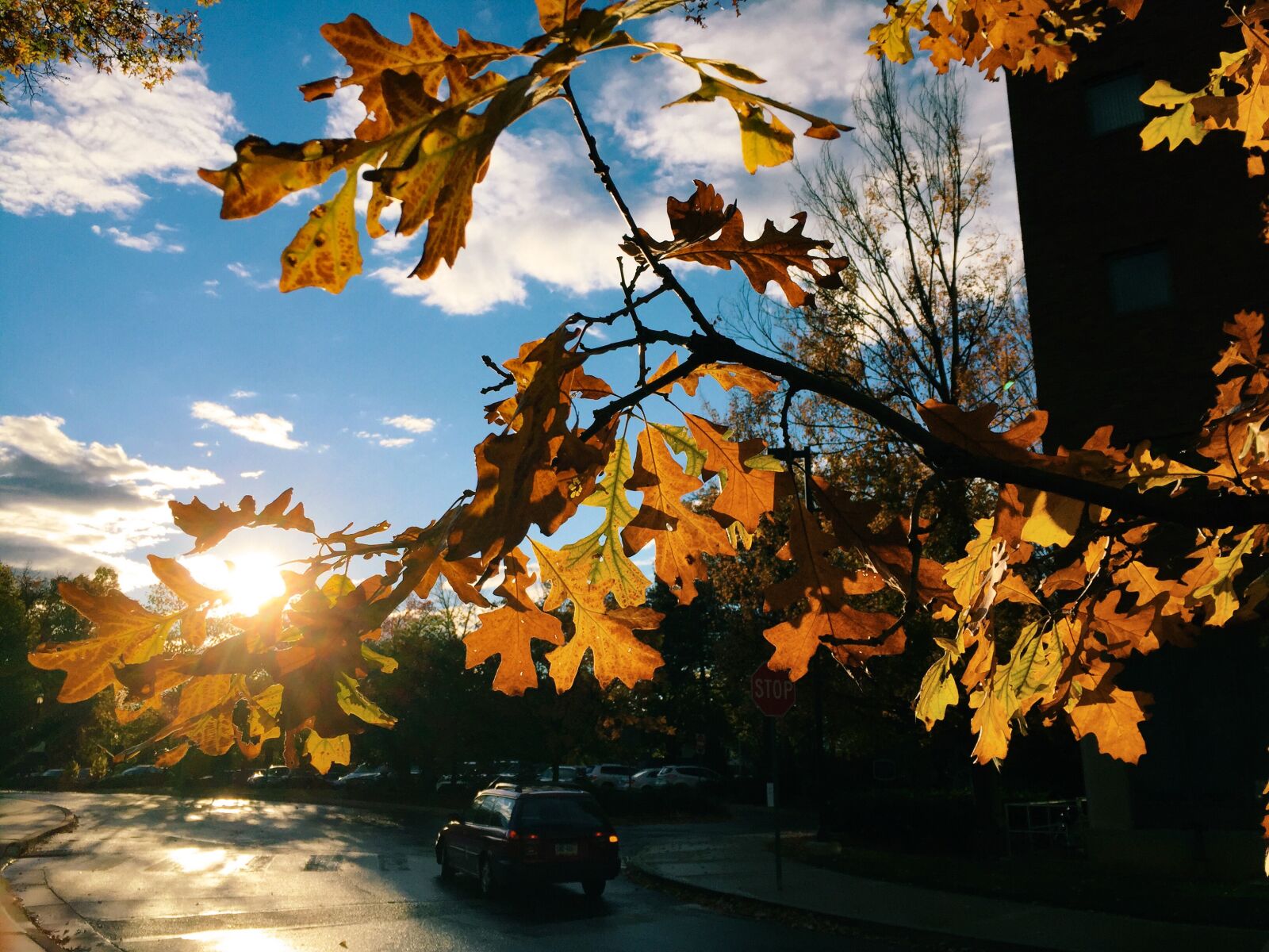 Apple iPhone 6 sample photo. Fall, autumn, sunshine photography
