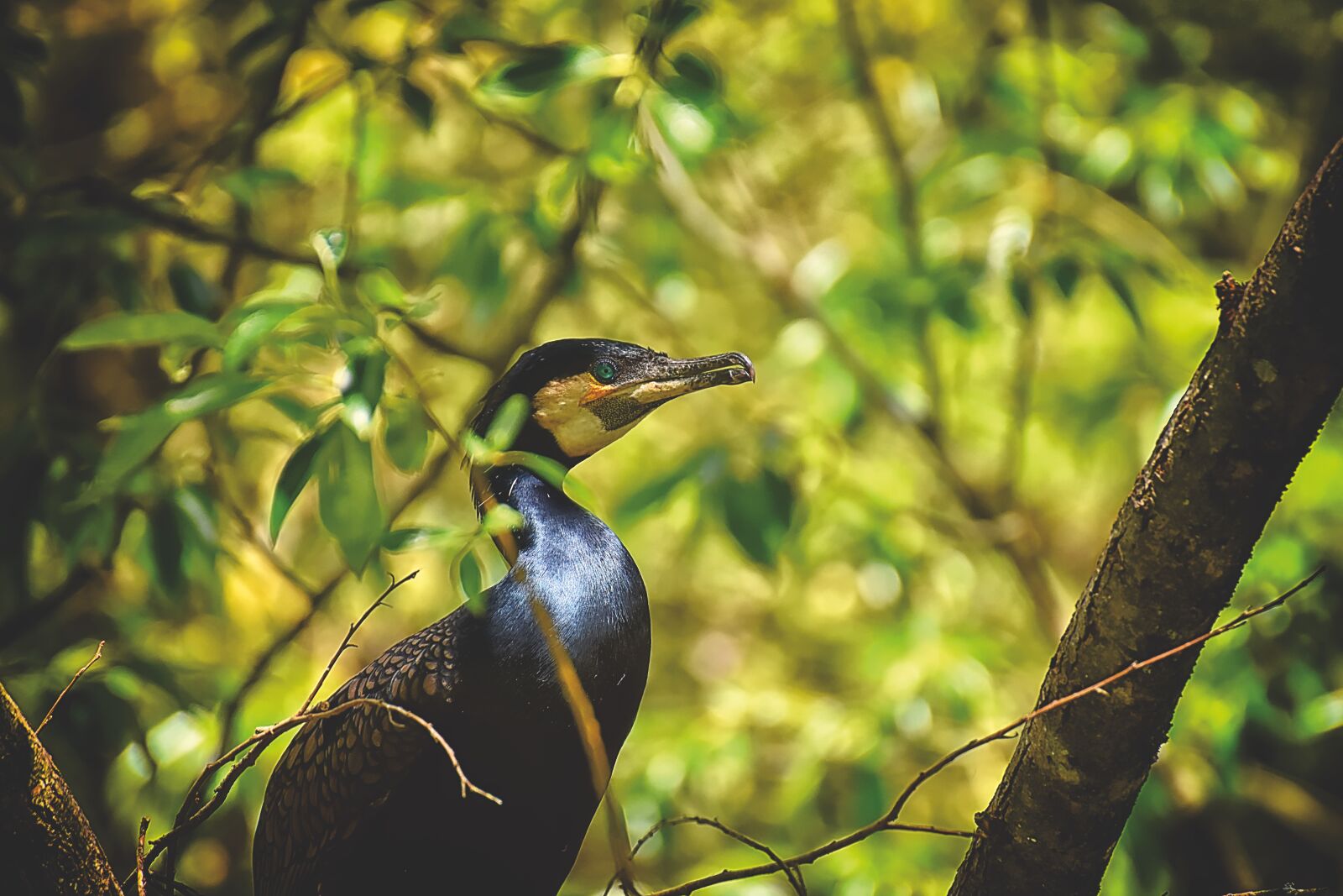 Nikon D7200 sample photo. Cormorant, phalacrocorax carbo, black photography