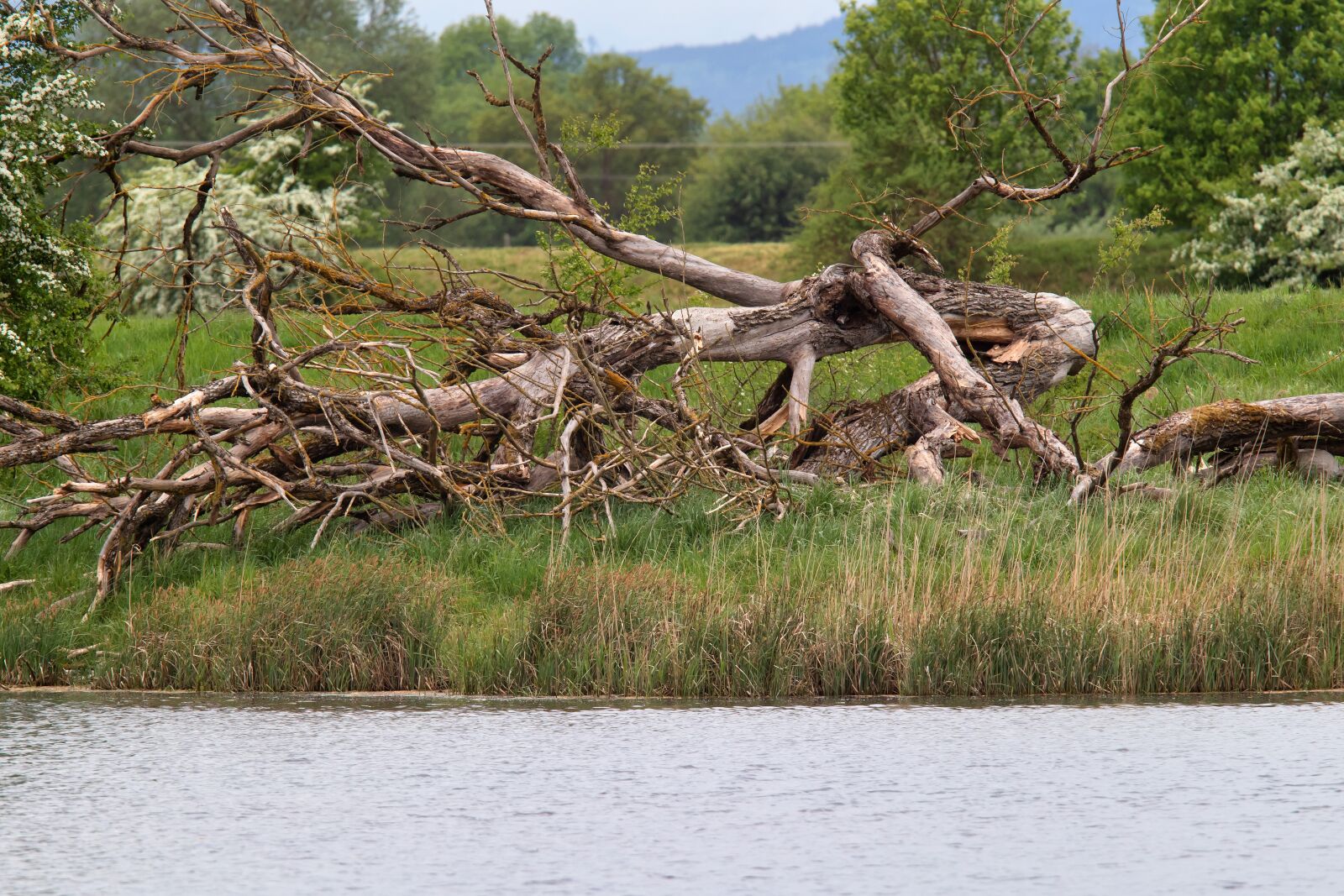 Canon EF 300mm F2.8L IS USM sample photo. Tree, old, wood photography