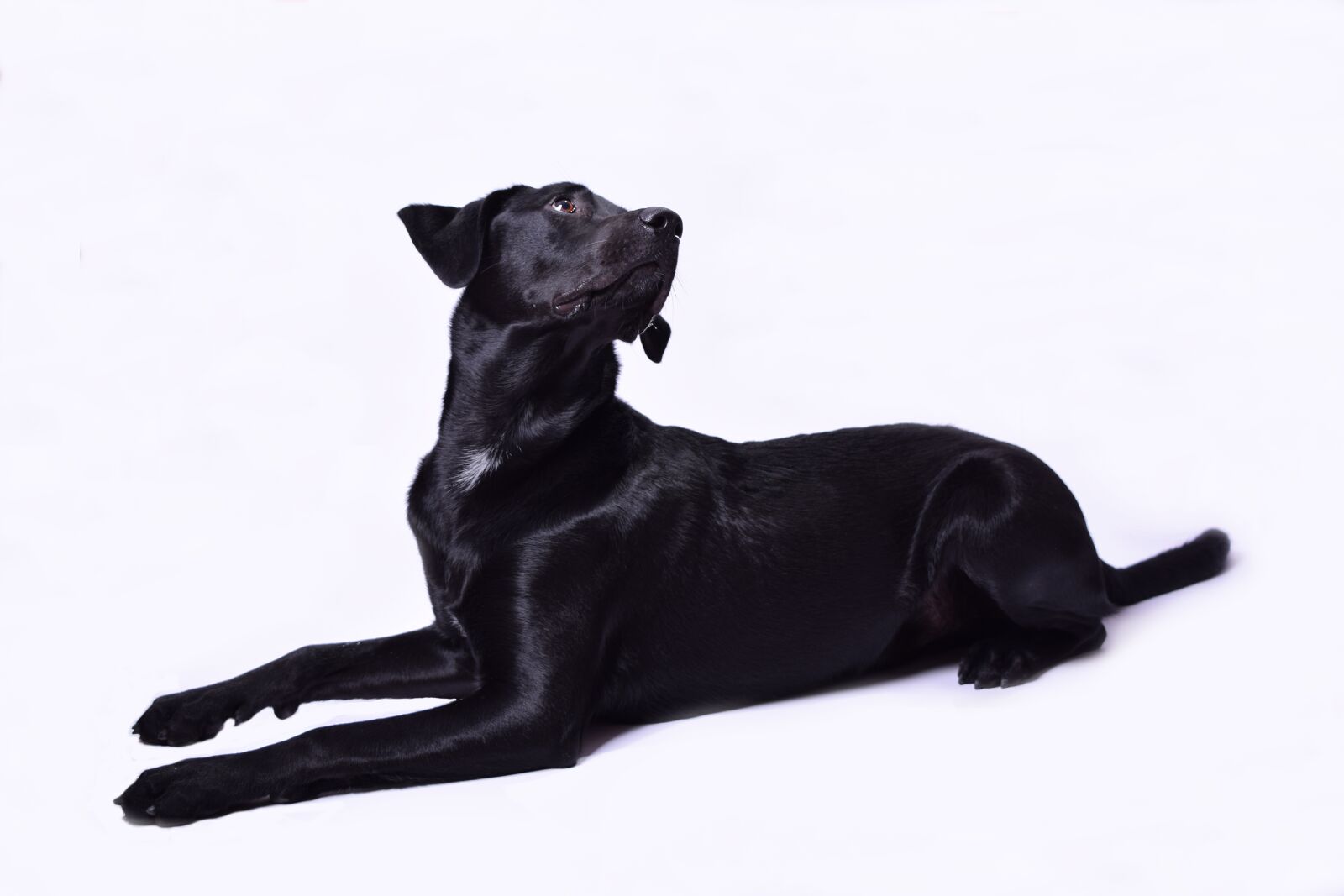 Nikon D5300 sample photo. Dog, black, labrador photography