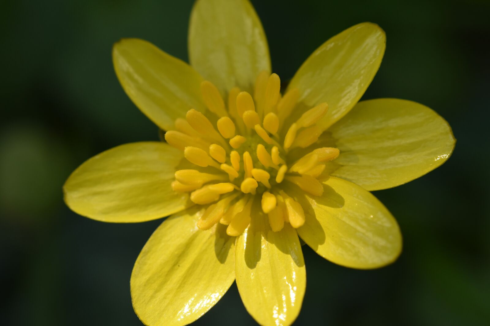 Nikon D5600 sample photo. Flower, fleur des champs photography