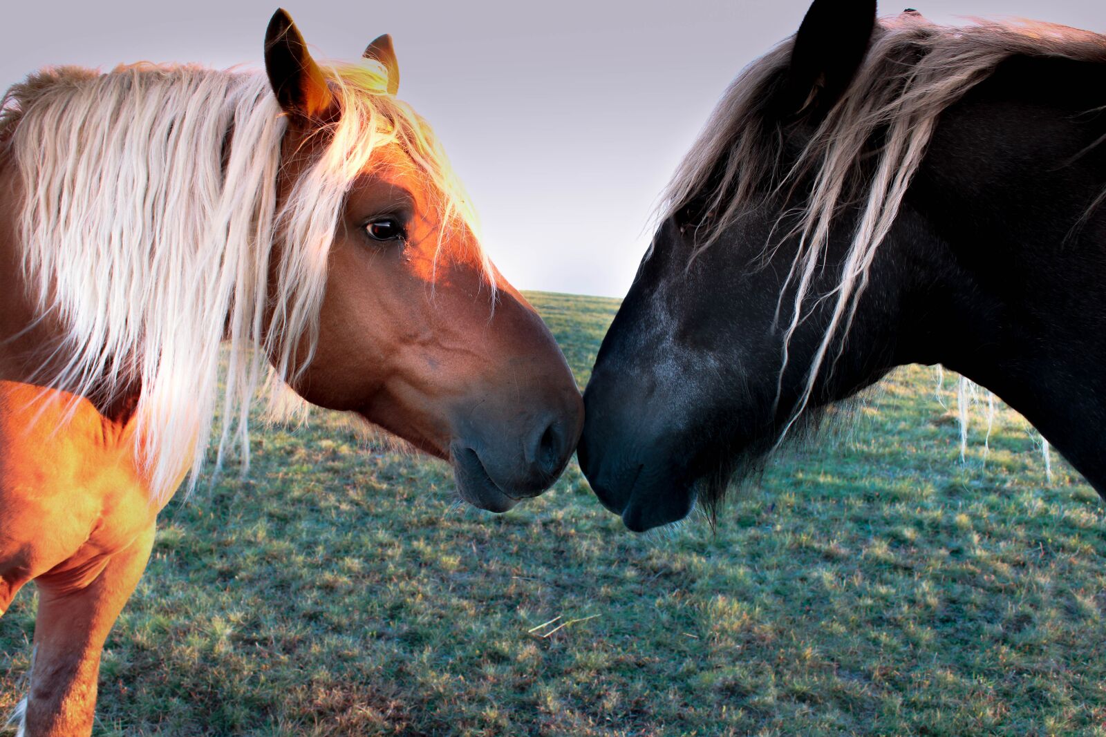 Canon EOS 2000D (EOS Rebel T7 / EOS Kiss X90 / EOS 1500D) sample photo. Horses, prairie, nature photography