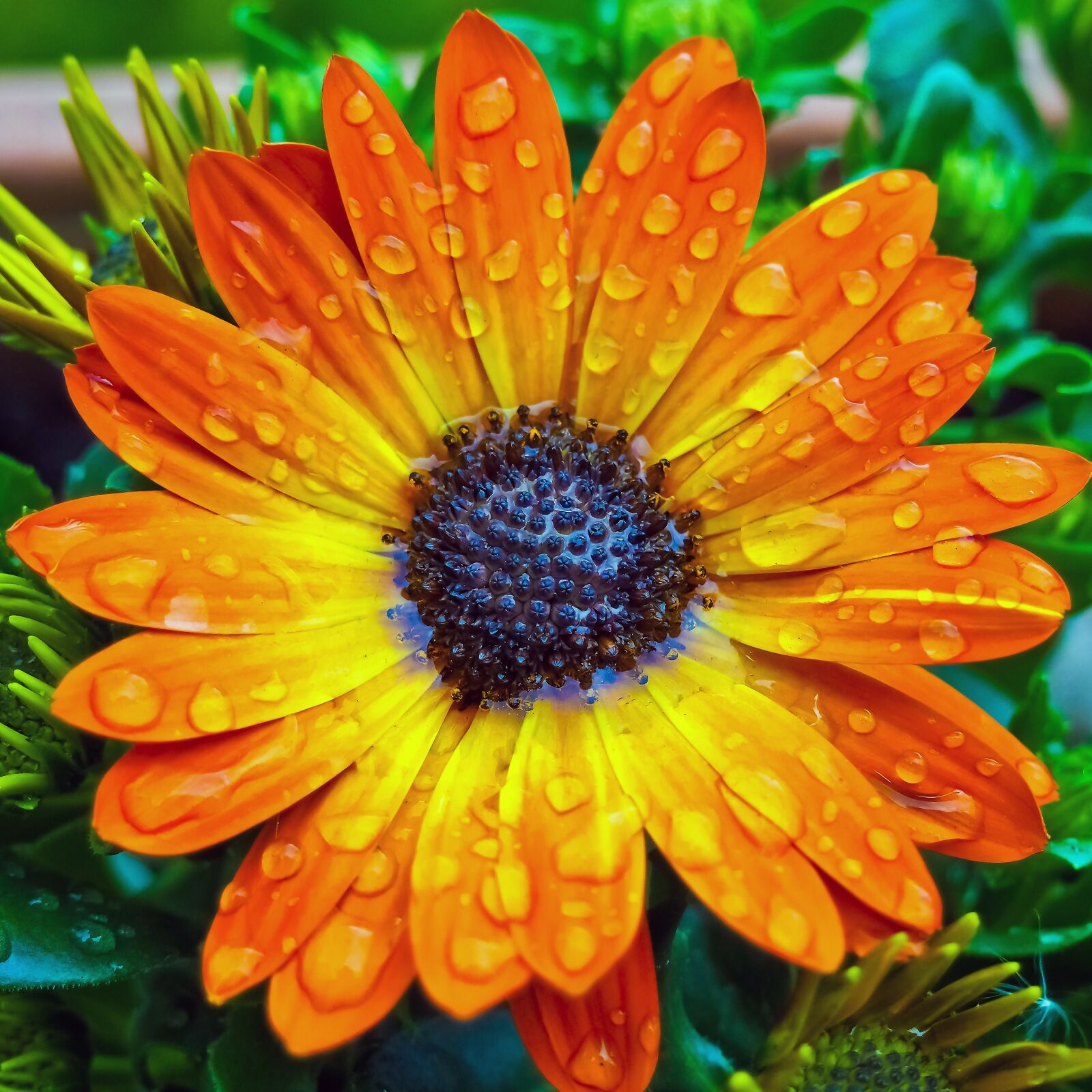 Olympus OM-D E-M10 sample photo. Cape basket, flower, composites photography