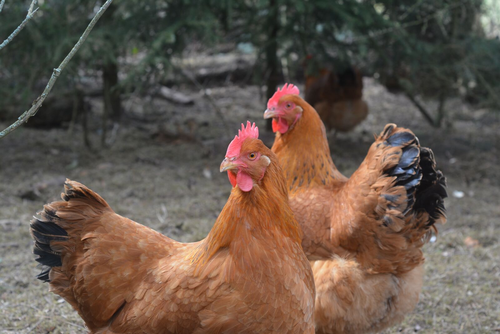 Nikon D7100 sample photo. Poultry, hen, agriculture photography
