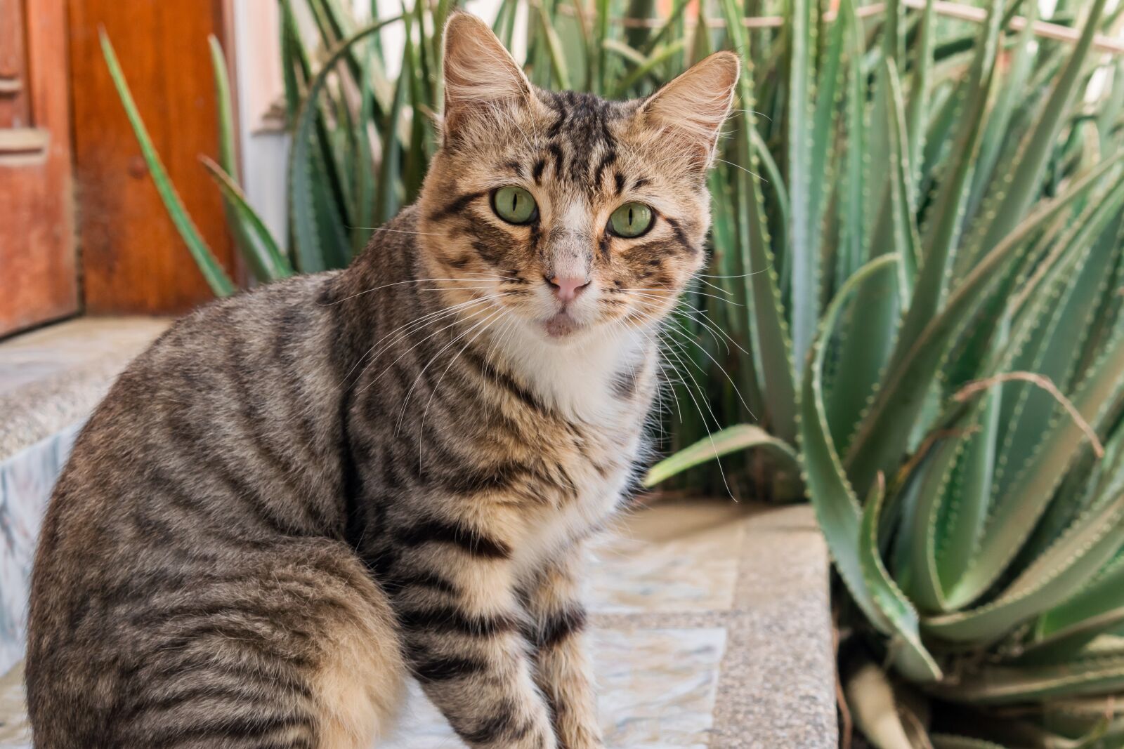 Nikon D5300 sample photo. Cat, animal, feline photography