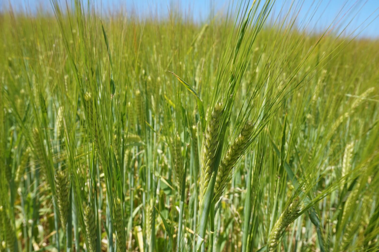 Sony Alpha a5000 (ILCE 5000) sample photo. Cereals, summer, field photography