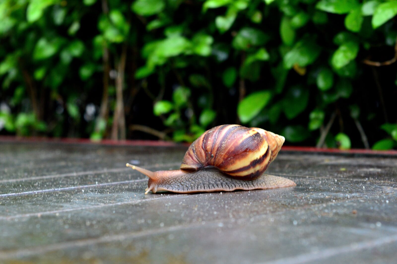 Nikon D3200 sample photo. Snail, slow, nature photography