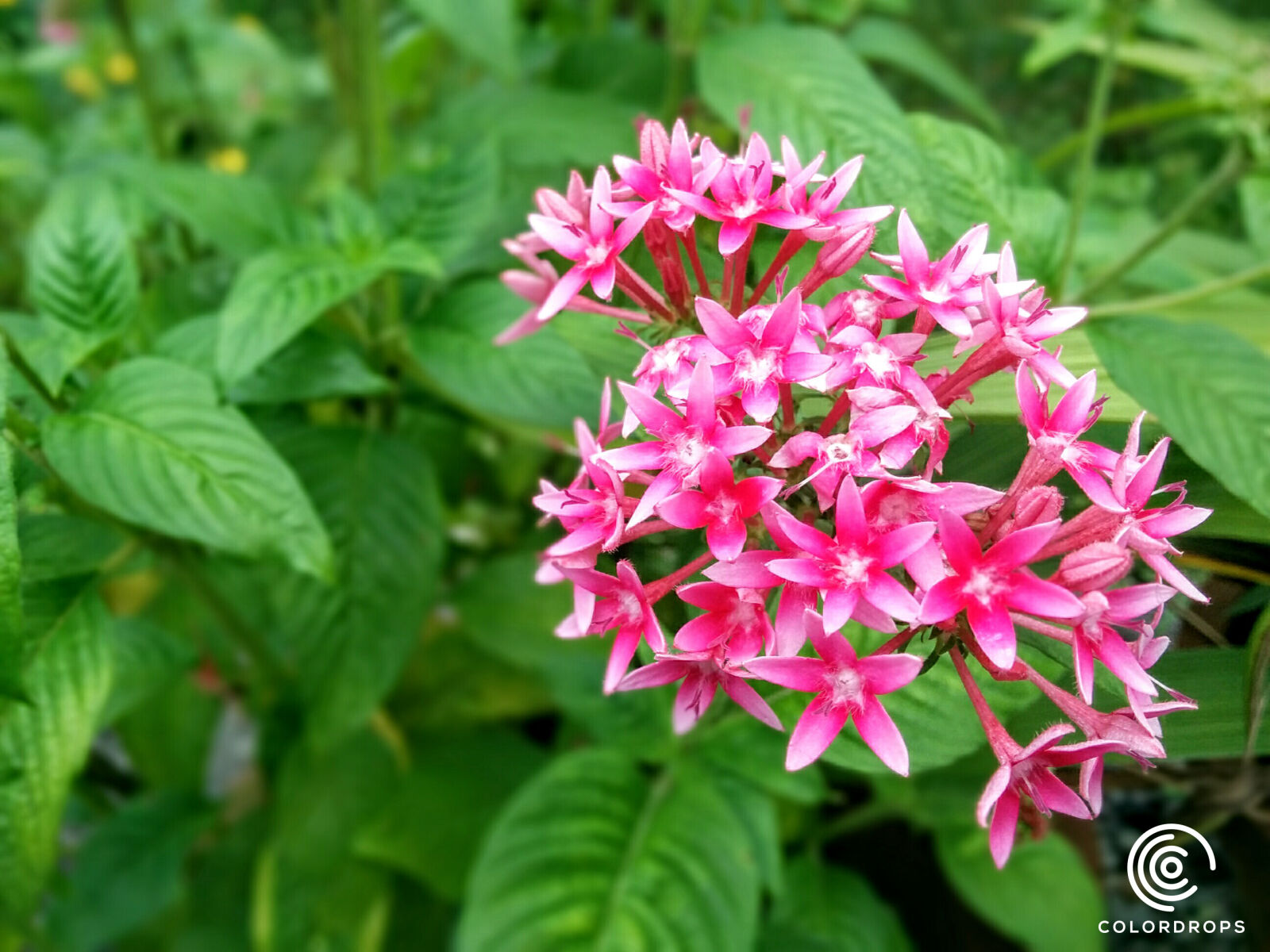 LG Nexus 5 sample photo. Flower, green, niyasconnect, pink photography