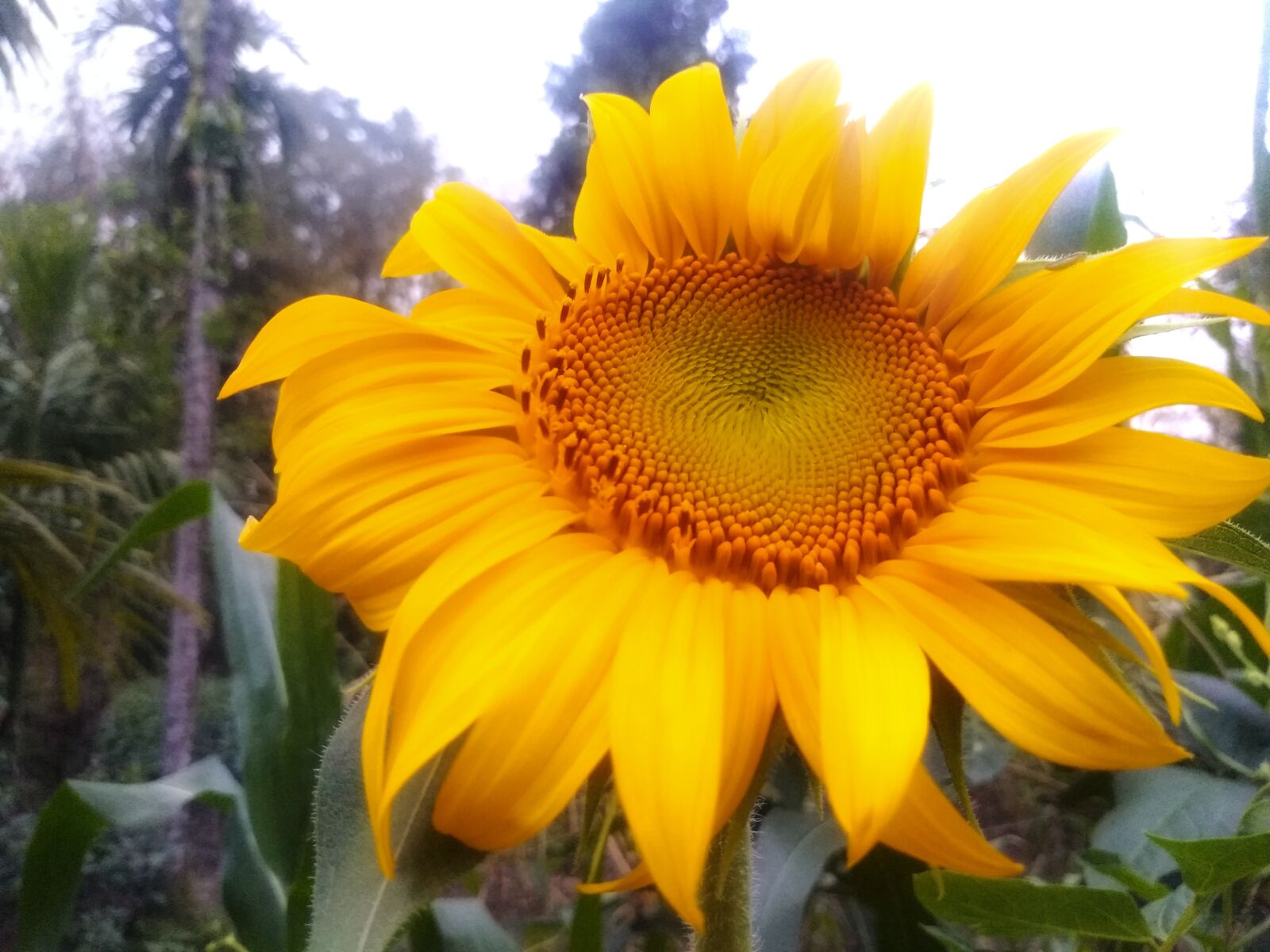QCOM-AA QCAM-AA sample photo. Nice sunflower, picture, sunflower photography
