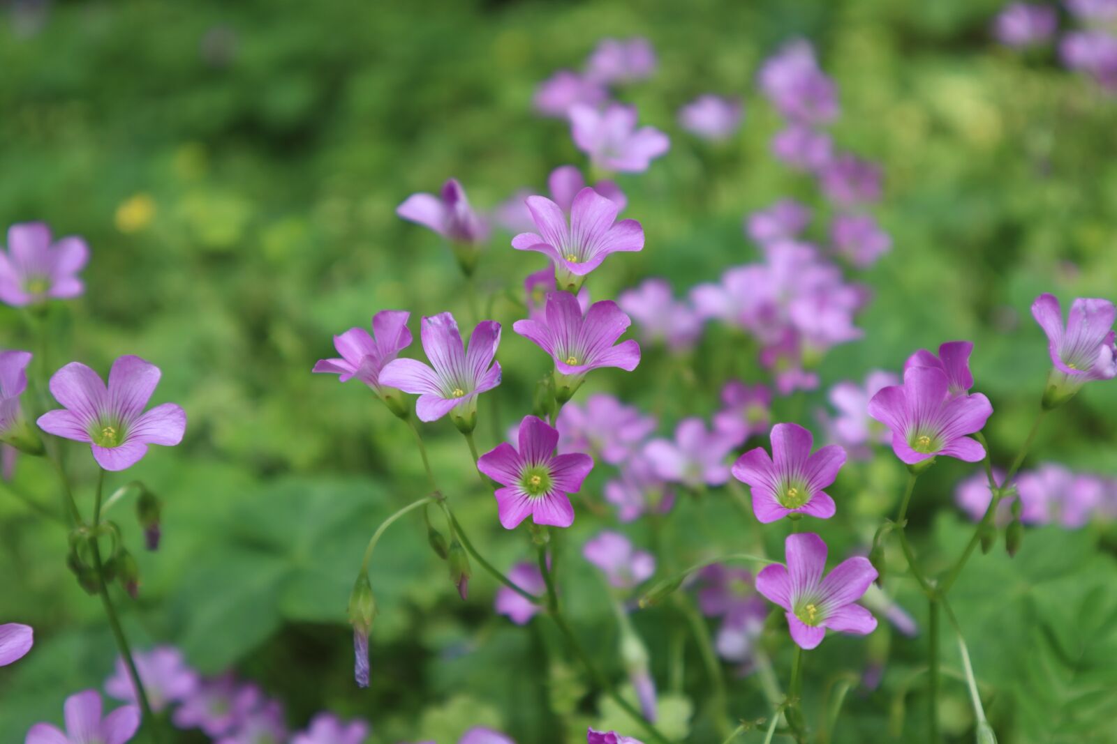 Canon EOS M50 (EOS Kiss M) sample photo. Clover, flower, little flower photography