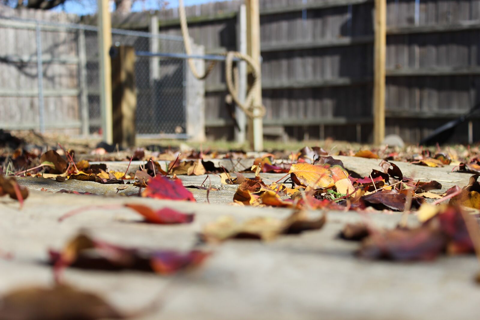 Canon EOS 600D (Rebel EOS T3i / EOS Kiss X5) sample photo. Fall, autumn, leaves photography