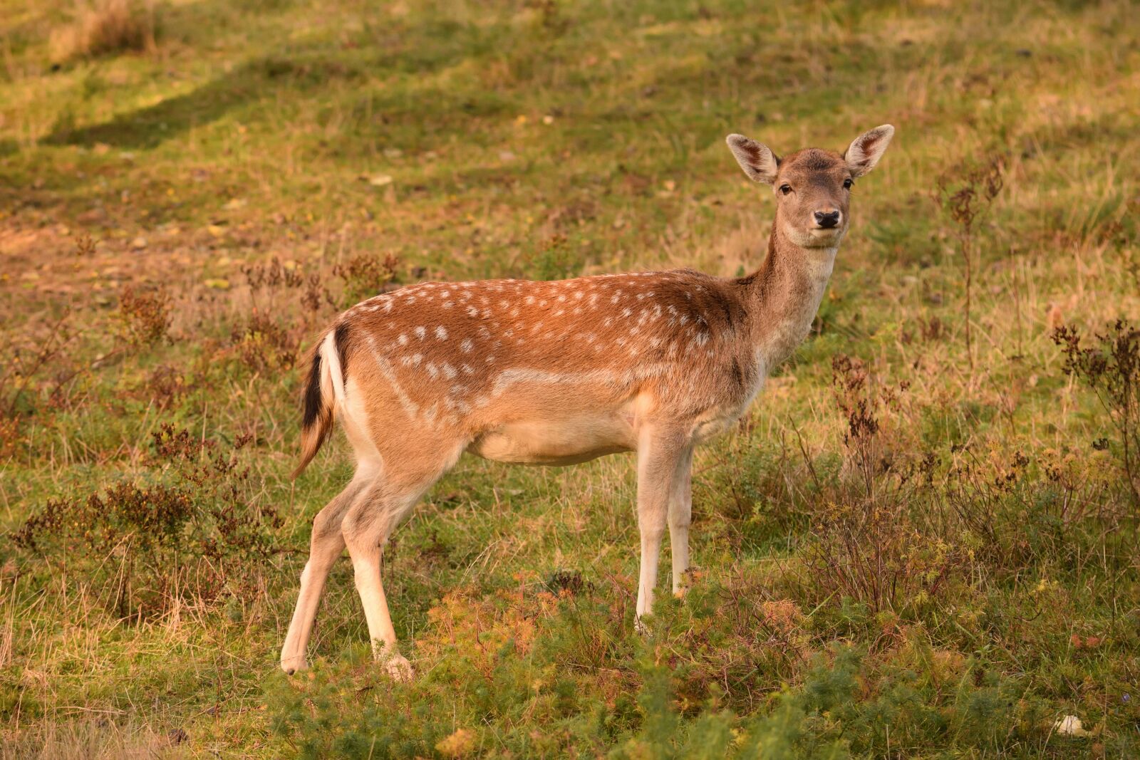 Nikon D7200 sample photo. Roe deer, damkuh, fallow photography