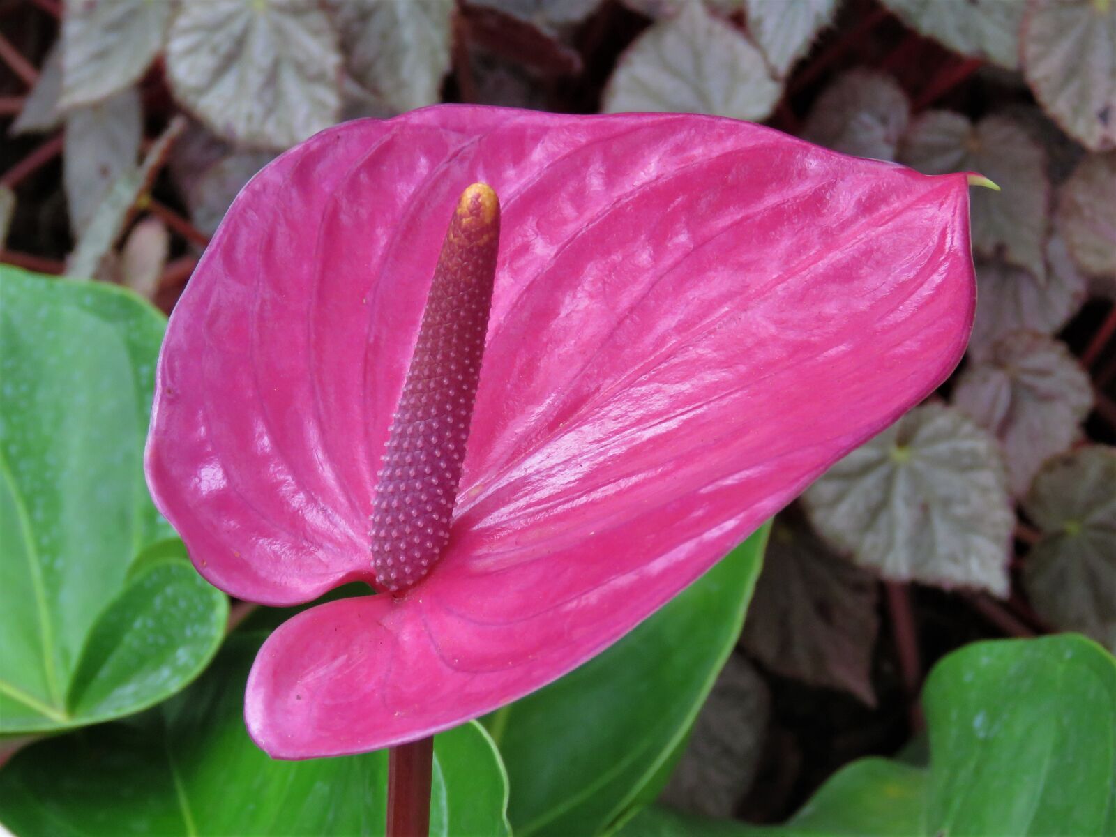 Canon PowerShot SX60 HS sample photo. Anthurium, tropical flower, red photography