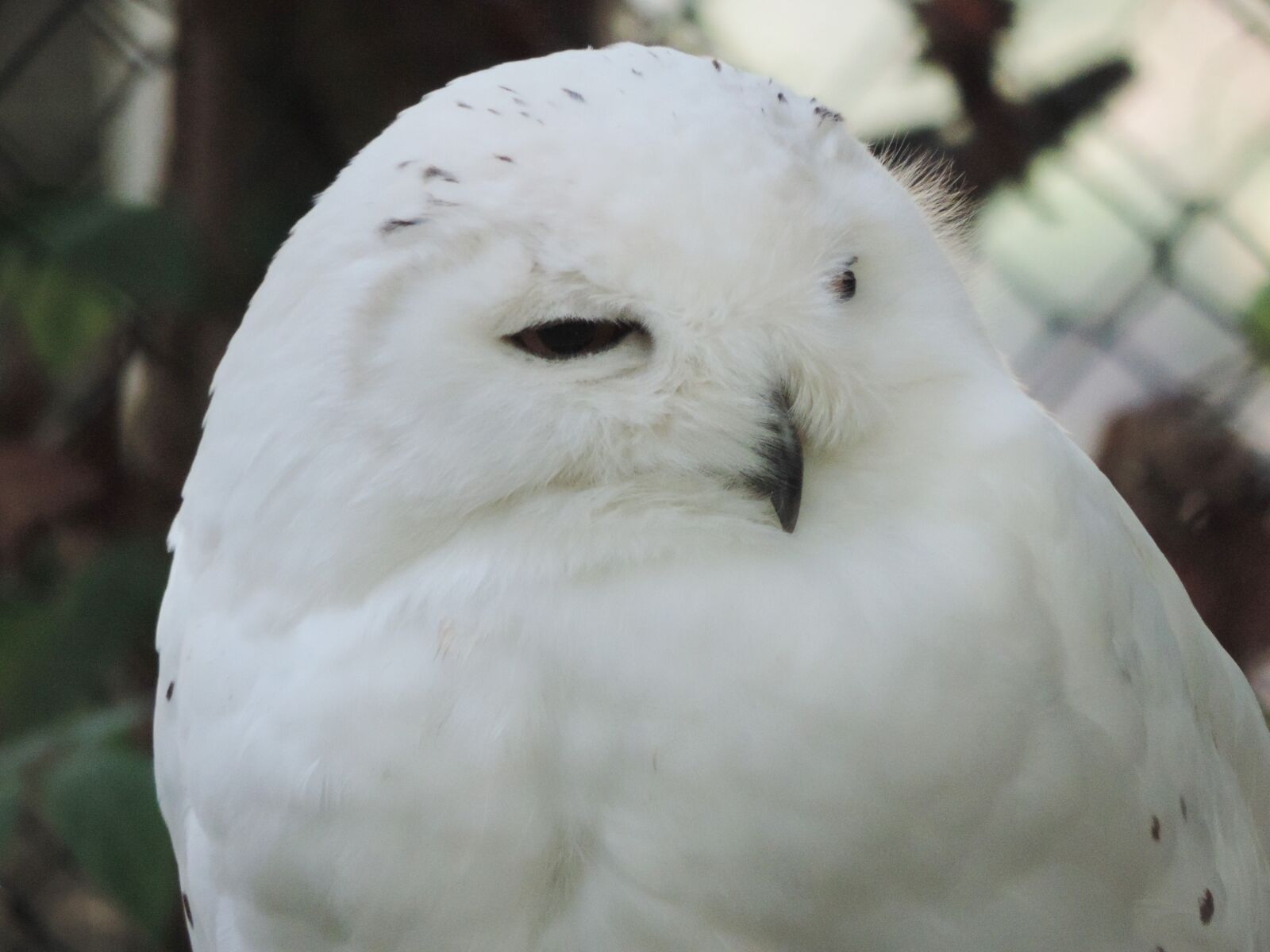 Nikon Coolpix P520 sample photo. Owl, snow owl, white photography